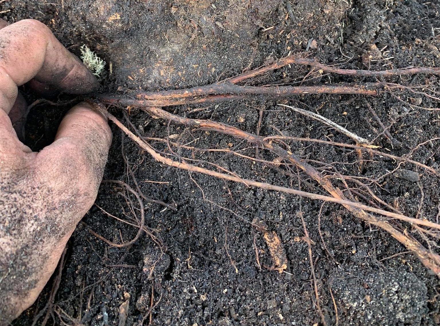 Deep Root Fertilization