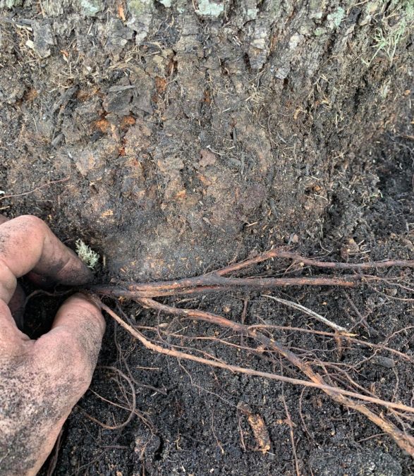Deep Root Fertilization: When Is It Necessary?
