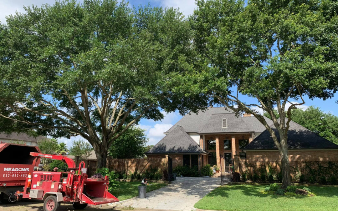 Meadows Tree Service Unveils Essential Tips for Katy, TX Tree Care