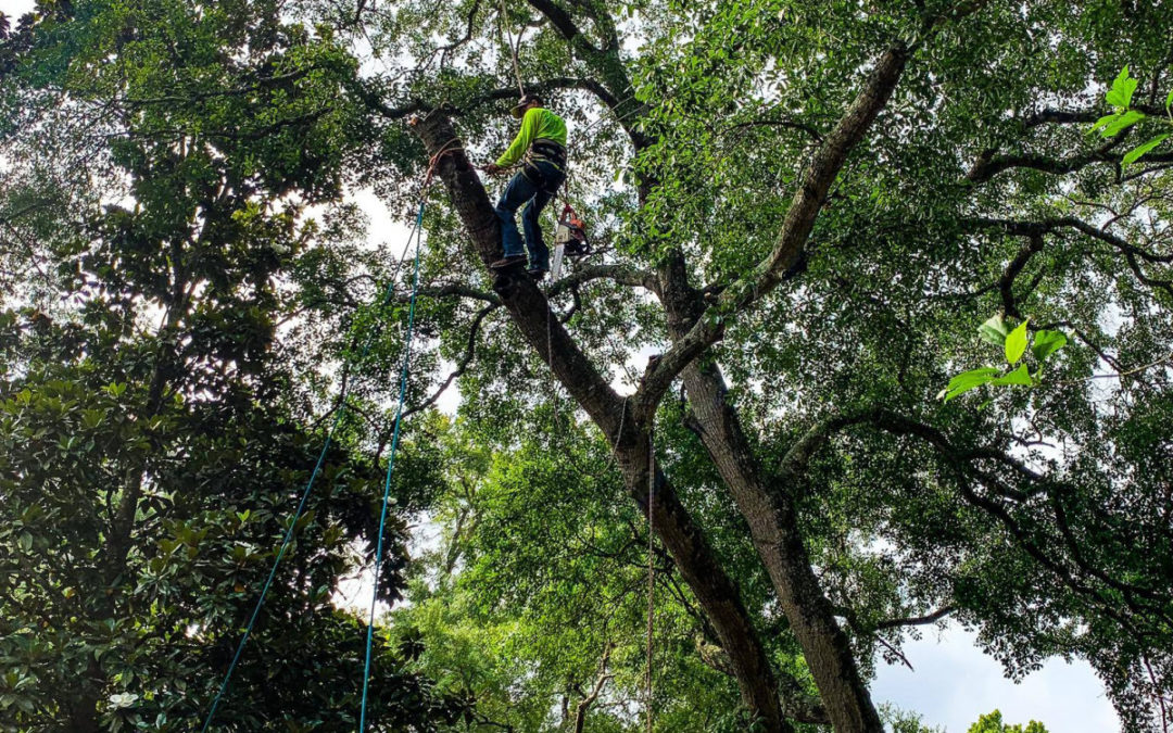 Meadows Tree Service offers Expert Tree Services in Sugarland, TX
