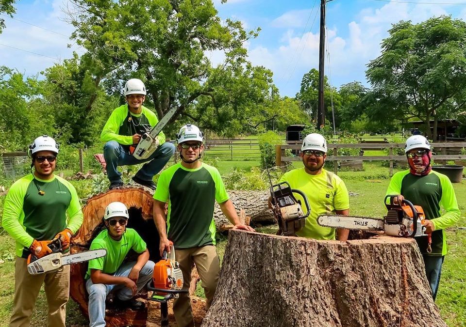 Tree Removal Experts Provide Safe Tree Removal Services In Katy, Texas