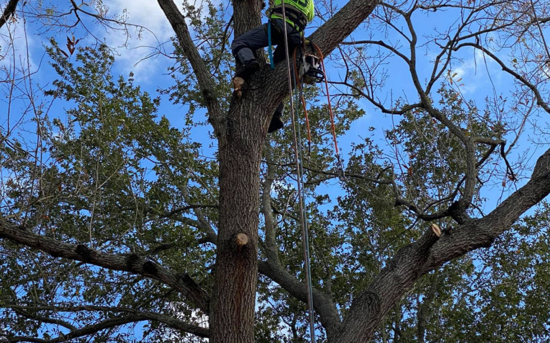Tree Care Experts in Sugarland, TX, are Available for Fall Tree Pruning