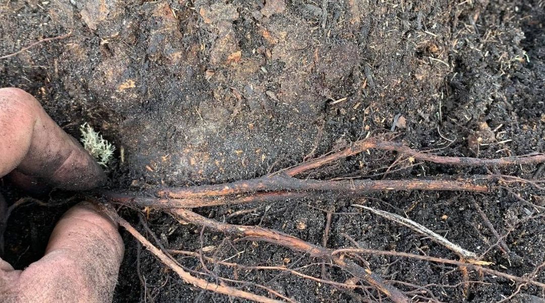 What Is Root Collar Excavation: Is It the Same as Root Crown Excavation?