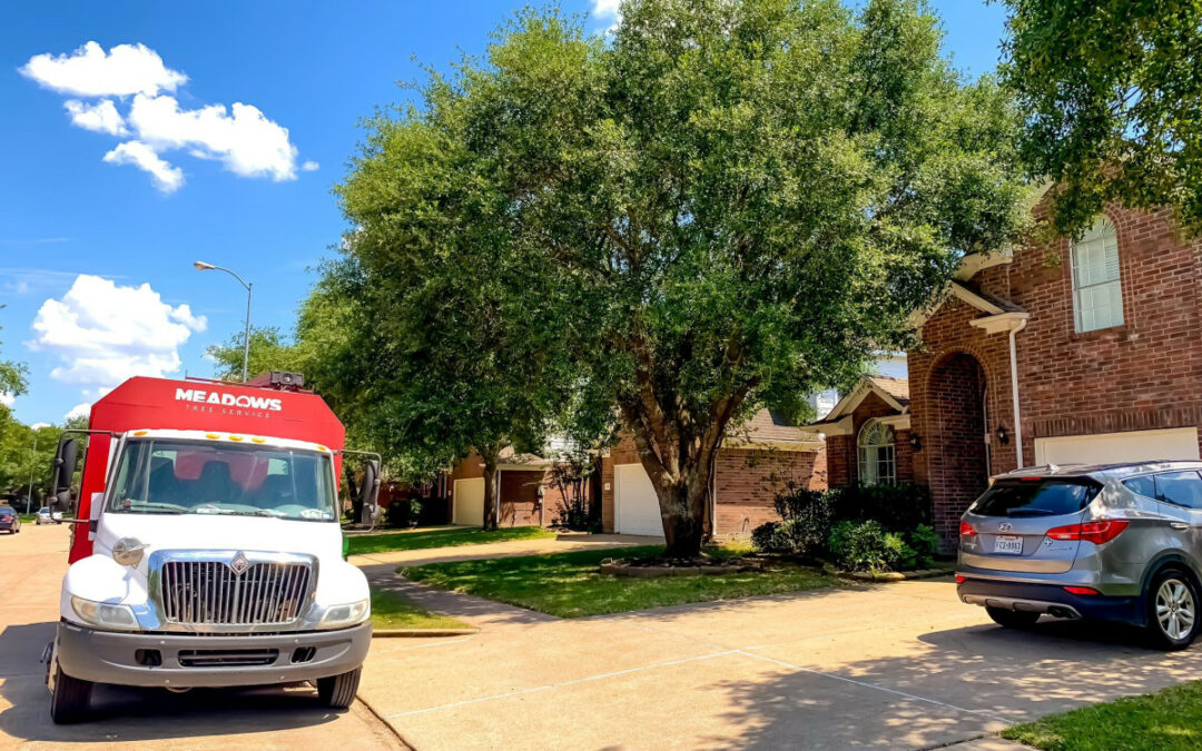 Meadows Tree Service is available for Tree Removal and Trimming Services