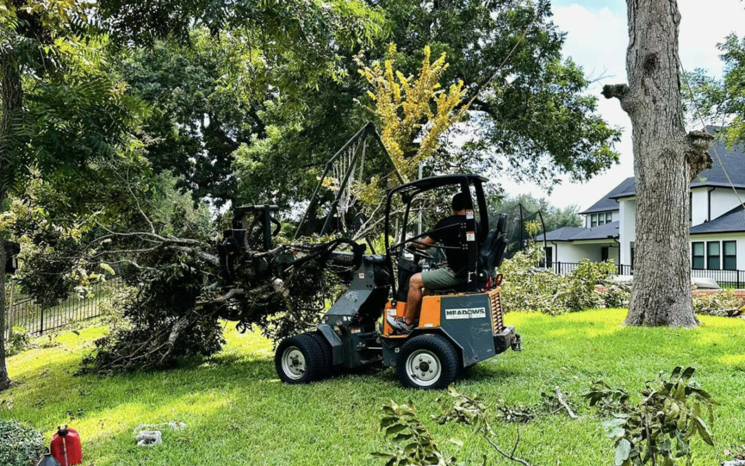 Tree Services 101: Understanding the Costs, Hiring Process, and Yard Impact