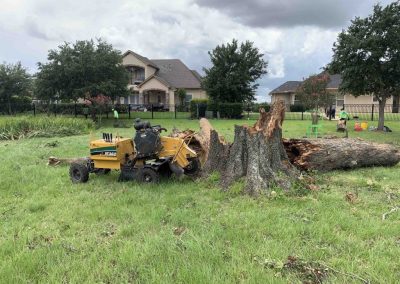 Meadows Tree Service Katy Stump Removal