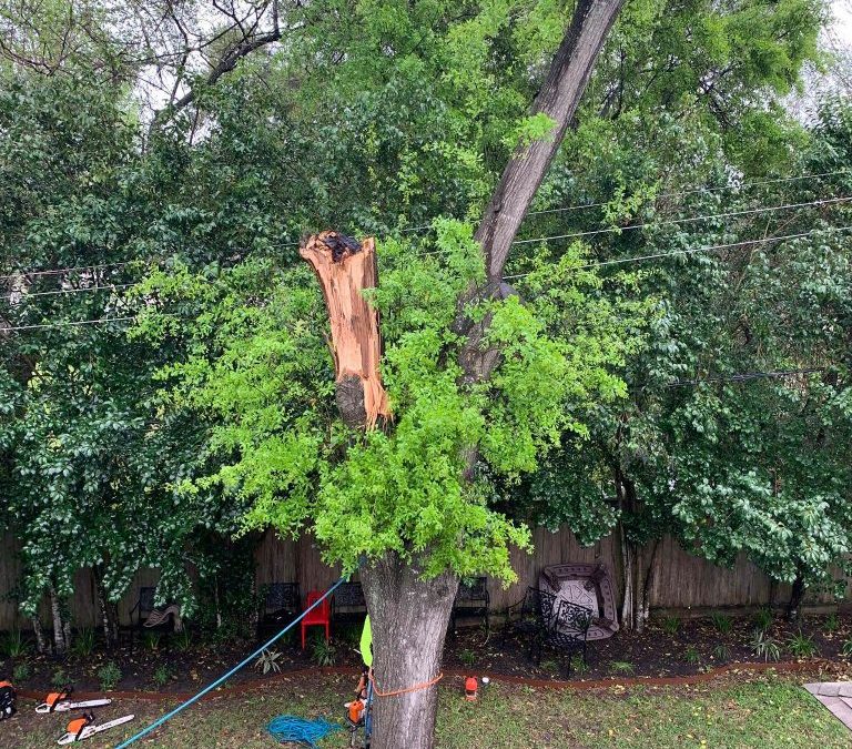 Tree Removal Permit Katy, TX | City of Katy Tree Ordinance