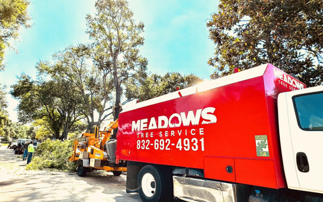Meadows Tree Service Championing Tree Care: Environmental Benefits Unveiled