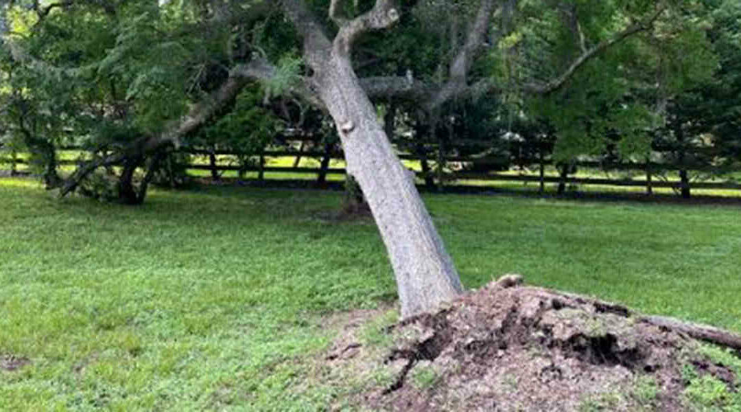 Can a Partially Uprooted Tree Be Saved in Foster, TX?