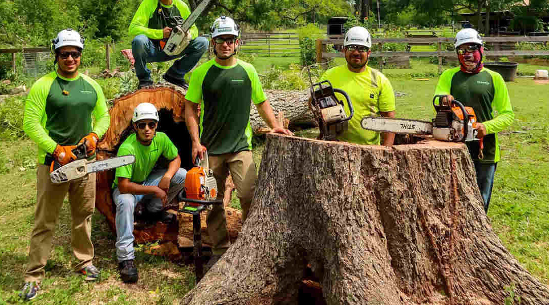 Do Roots Still Grow When a Tree Is Cut Down in Foster, TX?