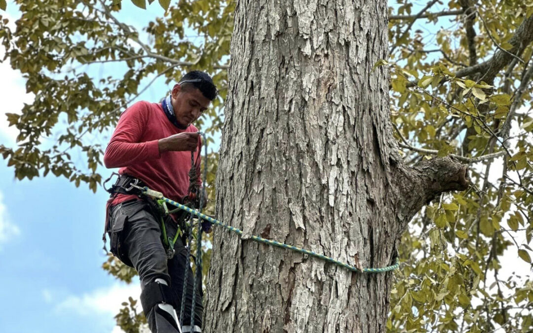 Certified Arborist offers Tree Risk Assessments to the Briarforest TX Area