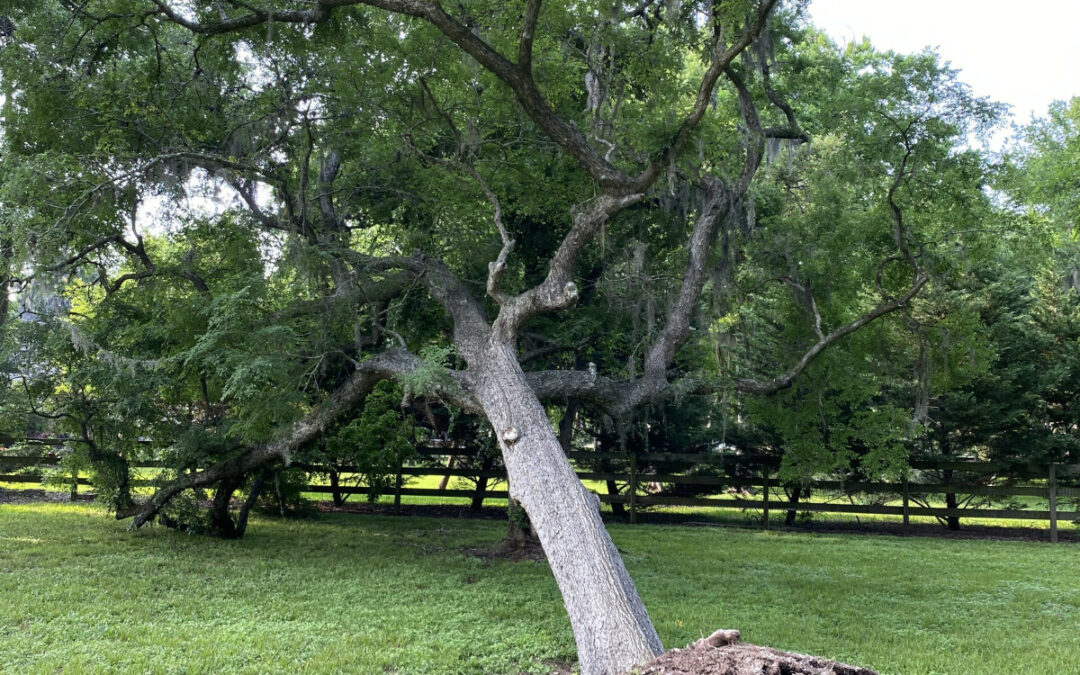 Meadows Tree Service offers 24/7 Emergency Tree Service in Memorial Villages TX