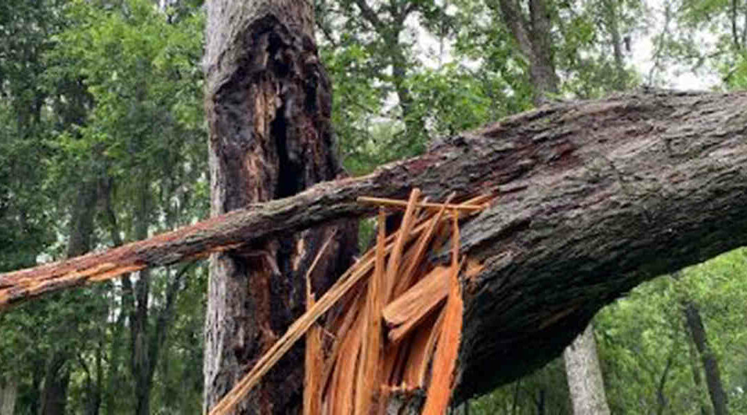 Is a Hollow Tree Trunk Dangerous in Foster, TX?