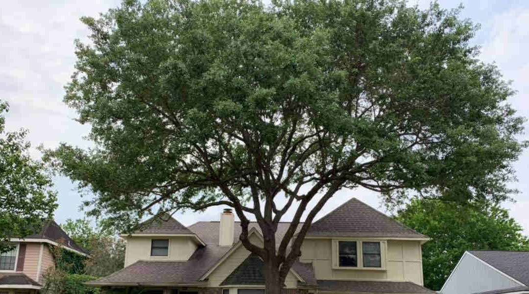 How Fast Does a Texas Ash Tree Grow?
