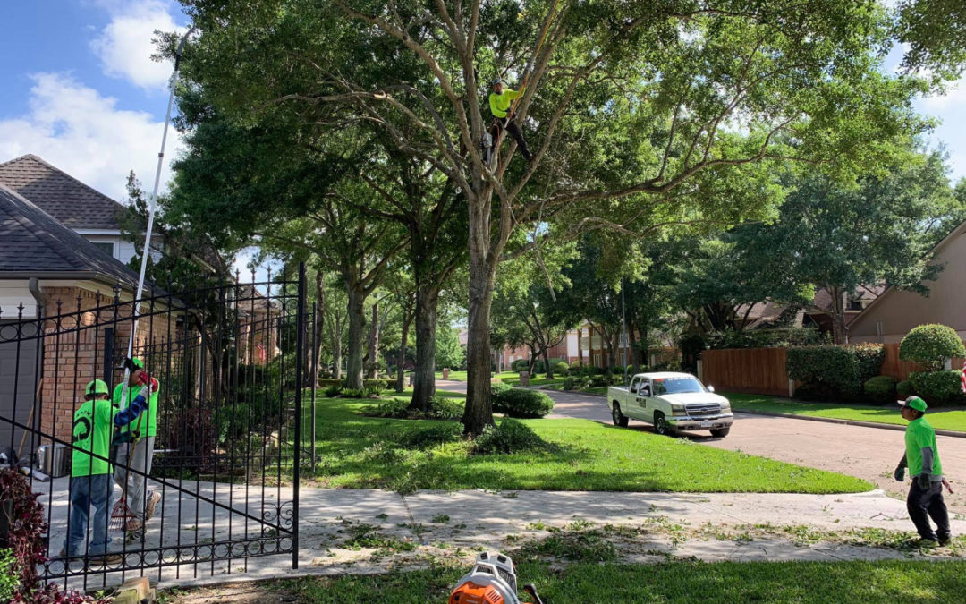 Call Meadows Tree Service for all your Tree Health Care Needs in Katy, TX