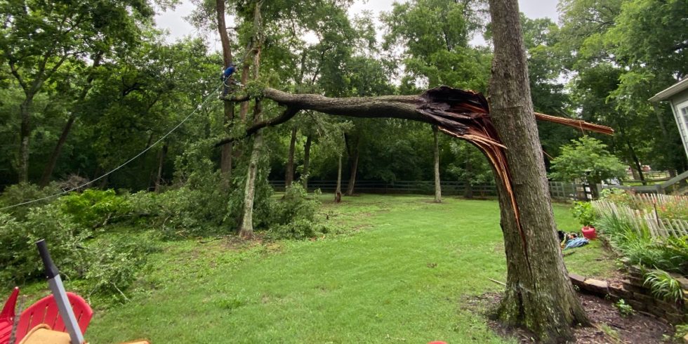 When Lightning Strikes A Tree What May Happen And What To Do 