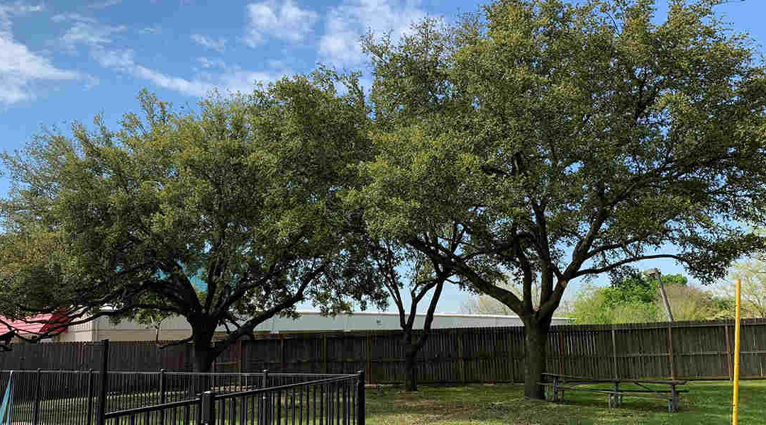 Should You Put Mulch Around Trees in Foster, TX?