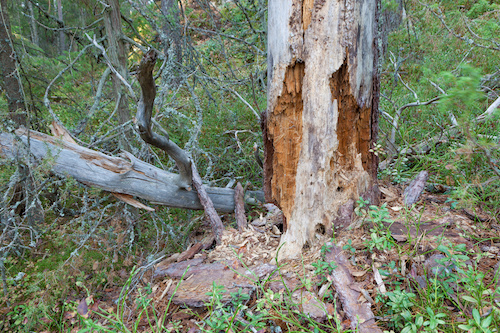 5 Signs of a Dying Tree You Shouldn’t Ignore