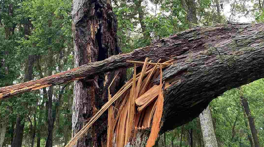 Split Tree Trunk: Causes and Prevention Tips for Foster, TX Homeowners