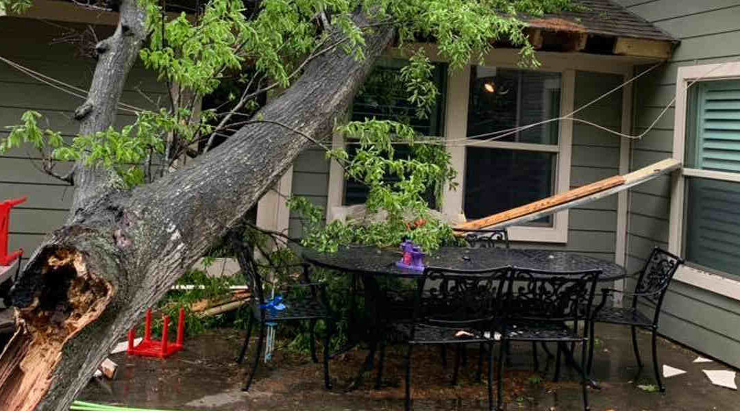 When to Call a Professional for Storm Damage Tree Cleanup