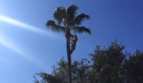 tree-trimming-services-katy-tx