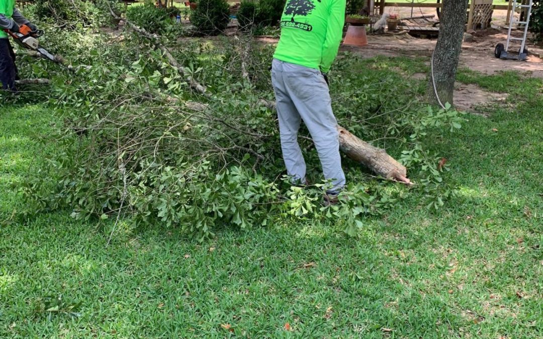Tree Removal Services Available For Residents of Richmond, TX